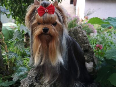 ♥ Very Special Of Bregadoon♥